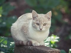 -伟伟宠物医院·CT影像中心·瑞派犬猫综合性门诊(汉口总院)