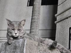 -猫岛主趣味餐厅(鼓浪屿店)