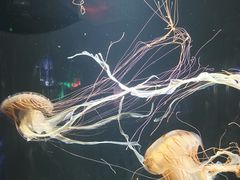 -成都浩海立方海洋公园