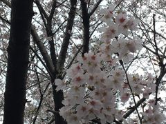 -武汉大学-樱园