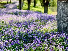 -梁鸿国家湿地公园