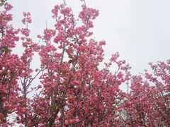 -天适樱花悠乐园