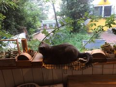 -海边的猫和咖啡馆