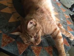 -猫猫幼稚园·撸猫·桌游·电玩