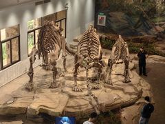 -自贡恐龙博物馆