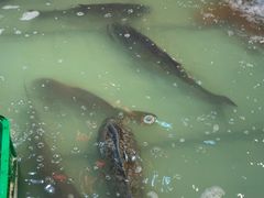 -鱼窝棚柴火铁锅炖(富山屯店)