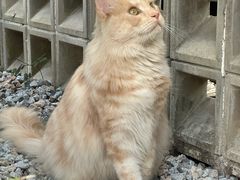 -自由生长植物工作室(深港花卉中心店)