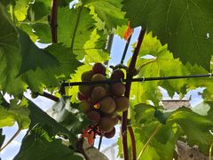 -美家乐农庄·露营·团建(大治路店)