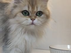 -十月米努特矮脚猫舍