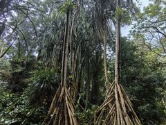 -中国科学院西双版纳热带植物园