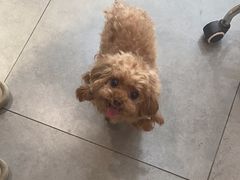 -帕帕拉兹宠物(亚洲旗舰店)