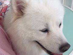 -怪兽屋·羊驼·猫咖·狗咖(俊华广场店)