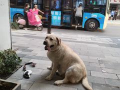 -椿不老