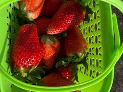 -尚田草莓姑娘白草莓采摘基地