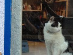 -Anne猫窝咖啡屋