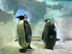 -海合安成都极地海洋公园
