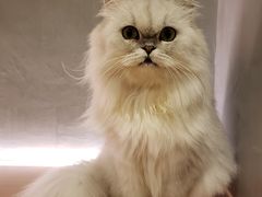 -猫儿山۰猫主题餐厅