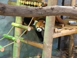 -Zoolung Zoolung动物主题公园(海信广场店)