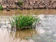 -洪湖生态旅游区