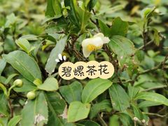 -东山雕花楼
