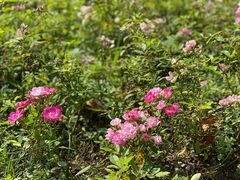-昆山城市生态森林公园