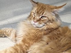 -藏猫猫咖啡主题馆(中央大道店)