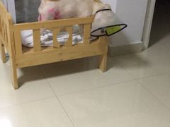 -宠颐生斯嘉宠物医院·急重症·心内科(谷阳北路分院)