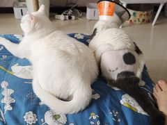 -美联众合动物医院·24h转诊中心