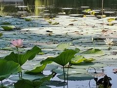 -后襄河公园