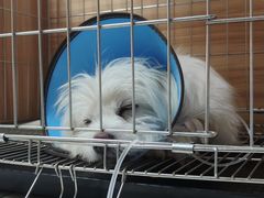 -联合动物医院(光谷诊疗中心)