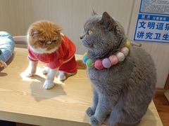 -绒爪撸猫下午茶·猫咖