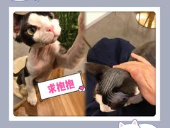 -飞行喵MR PILOT|猫舍·猫咖(静安大融城店)