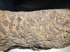 -辽宁古生物博物馆