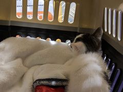 -瑞派康怡24h宠物医院·犬猫医疗中心·微创绝育(瑞景分院)