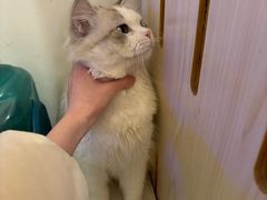 -Let's go狗咖·猫咖·奶狗·桌游(春熙路IFS店)