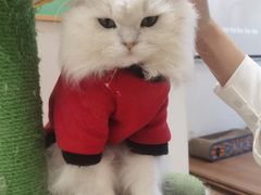 -猫在这儿猫咪咖啡馆·撸猫馆