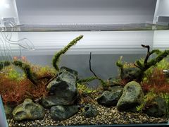 -ADA自然水景世界