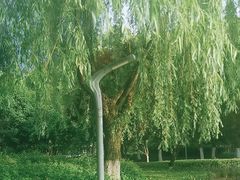 -天鹅湖体育公园