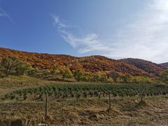 -塞罕坝国家级自然保护区