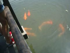 -西湖外事游船(花港观鱼码头)