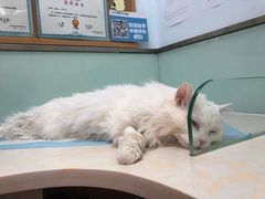 -纳吉亚猫专科动物医院博雅分院