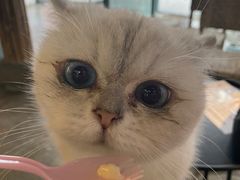 -喵屿·大理花园猫咖