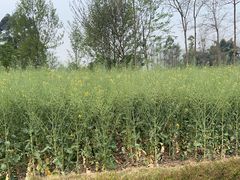 -中国天府农业博览园