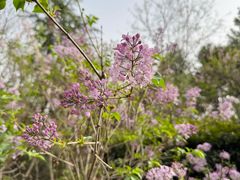 -洛阳市隋唐城遗址植物园