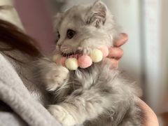 -babydoll猫舍·米努特·德文·缅因(久光中心店)