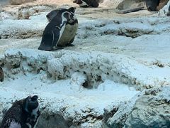 -帝企鹅自助餐厅•儿童岛•真企鹅(长隆企鹅酒店)