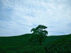 -龙坞茶村