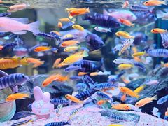 -青石桥花鸟鱼虫市场(叠翠城店)