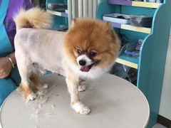 -北京观赏动物医院·24小时大型综合·猫专科·异宠专科