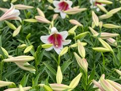 -长春公园(普阳街道)